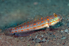Valenciennea puellaris