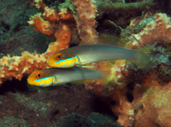 Valenciennea strigata