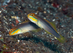 Valenciennea strigata