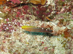 Koumansetta rainfordi