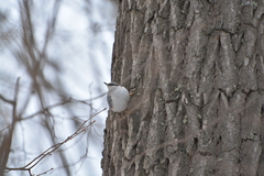 Sitta europaea