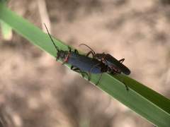 Cantharidae