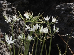 Vagaria parviflora