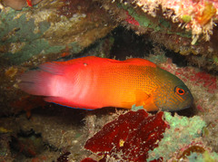 Labracinus cyclophthalmus