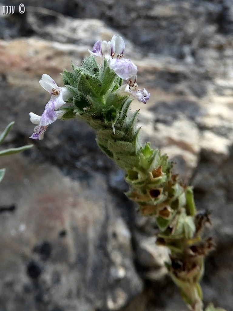 Stachys palaestina