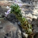 Stachys palaestina - Photo (c) Yael Orgad, some rights reserved (CC BY-NC), uploaded by Yael Orgad