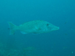 Lethrinus olivaceus