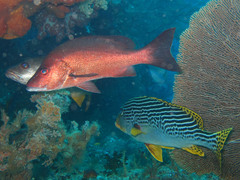 Lutjanus argentimaculatus