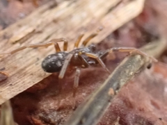 Phrurolithus festivus