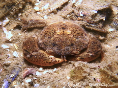 Rhithropanopeus harrisii