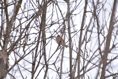 Passer montanus