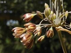 Allium tardiflorum