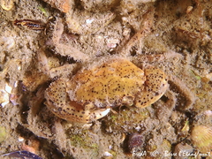 Rhithropanopeus harrisii