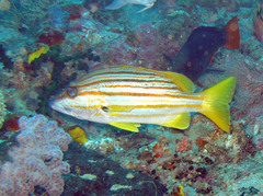 Lutjanus carponotatus