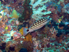 Lutjanus decussatus