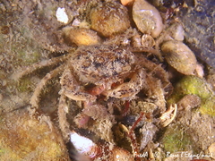 Rhithropanopeus harrisii