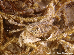 Rhithropanopeus harrisii