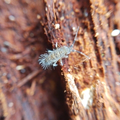 Orchesella
