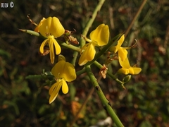 Genista fasselata