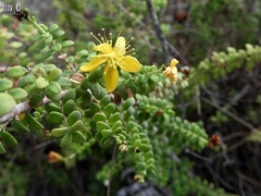 Hypericum thymifolium