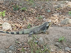 Iguana iguana