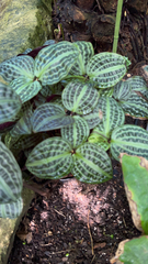 Geogenanthus poeppigii