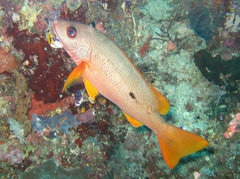 Lutjanus monostigma