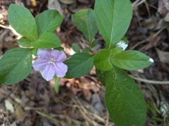 Ruellia caroliniensis