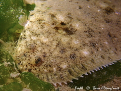Solea aegyptiaca