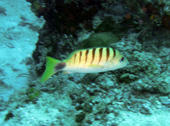 Lutjanus semicinctus