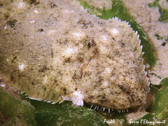 Solea aegyptiaca