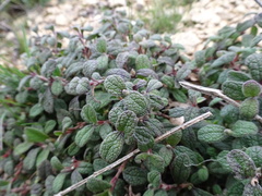 Cistus salviifolius