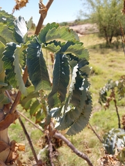 Melianthus major