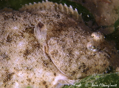 Solea aegyptiaca