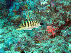 Lutjanus semicinctus