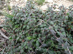 Cistus salviifolius