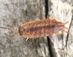 Porcellionides cingendus