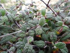 Cistus salviifolius