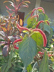 Acalypha hispida