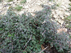 Cistus salviifolius