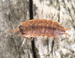 Porcellionides cingendus