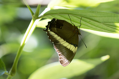 Siproeta epaphus trayja
