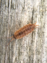 Porcellionides cingendus