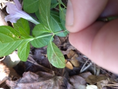 Ruellia caroliniensis