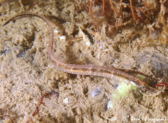 Syngnathus abaster