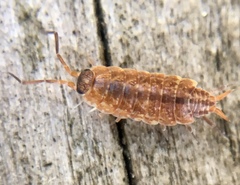 Porcellionides cingendus