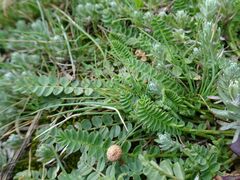 Ornithopus perpusillus