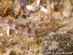 Syngnathus abaster