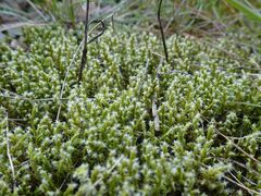 Racomitrium canescens