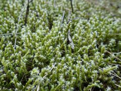 Racomitrium canescens